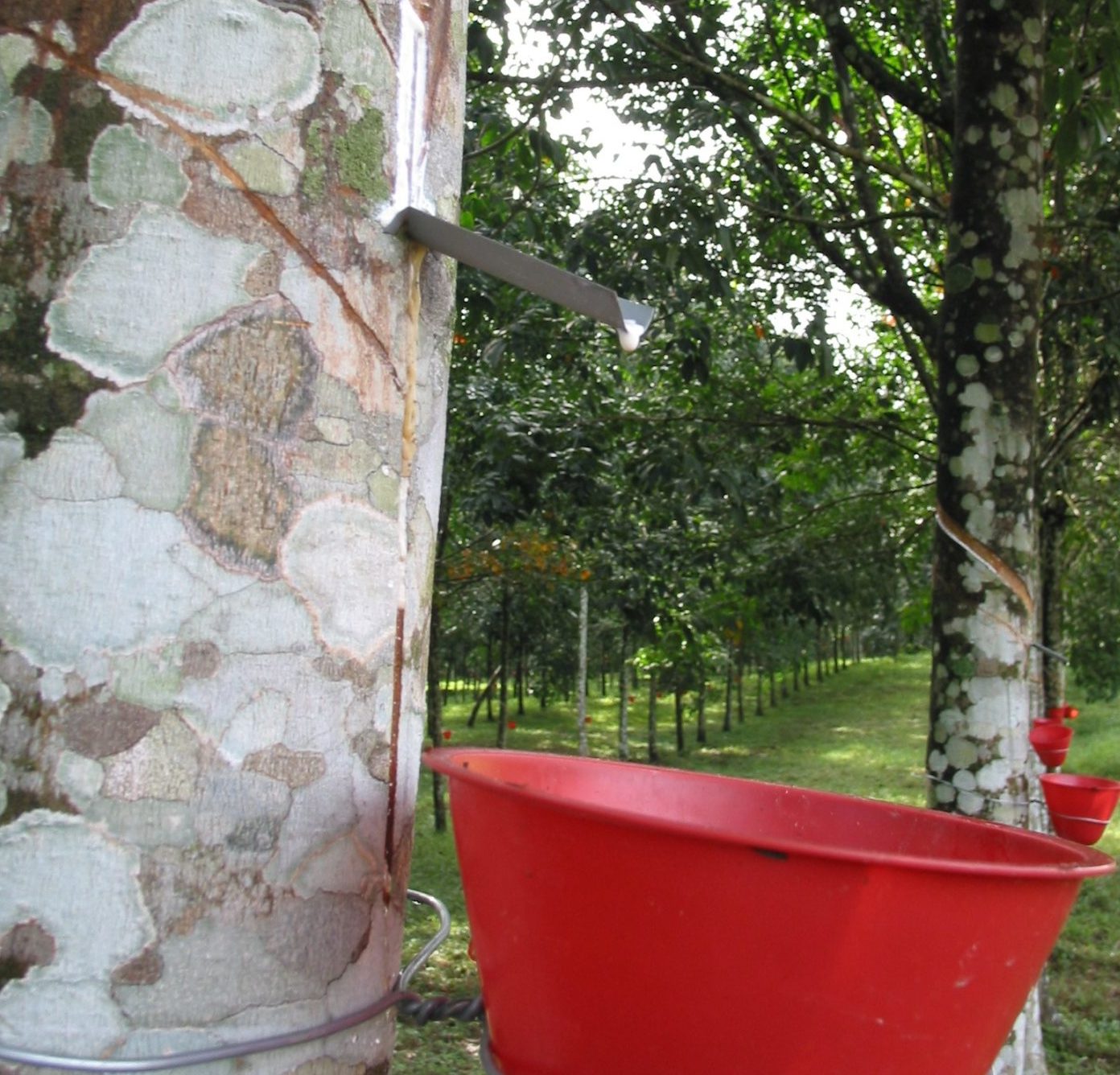 ZSL: Global natural rubber production lacks transparency